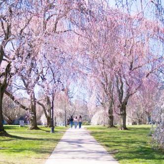 一排樱花树，三个学生走在中间 